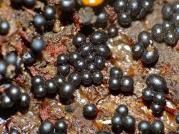 Attēlu rezultāti vaicājumam “Trichia botrytis var. cerifera spores”