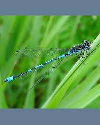 Attēlu rezultāti vaicājumam “Coenagrion pulchellum male”