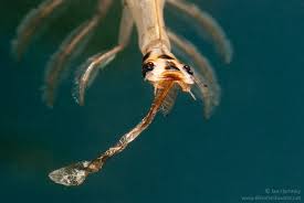 Attēlu rezultāti vaicājumam “Acilius sulcatus”