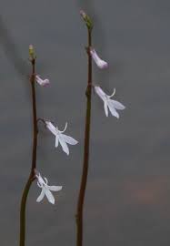 Attēlu rezultāti vaicājumam “Lobelia dortmanna flower”