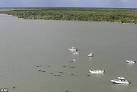 Ten pilot whales are dead after pod of four dozen strands itself ...