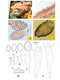 Attēlu rezultāti vaicājumam “Crustoderma dryinum”