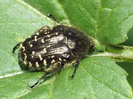 Attēlu rezultāti vaicājumam “Oxythyrea funesta imago”