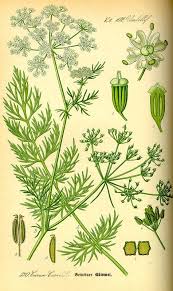 Image result for Carum carvi