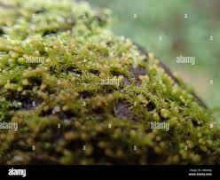 Attēlu rezultāti vaicājumam “Ptilidium pulcherrimum”