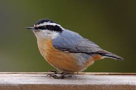 Image result for Sitta canadensis