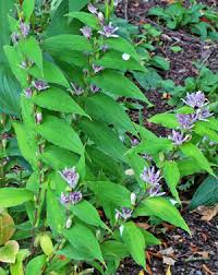 Image result for Tricyrtis `Black Beauty`
