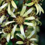 Attēlu rezultāti vaicājumam “Ligularia sibirica leaf”