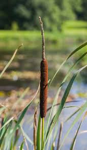 Attēlu rezultāti vaicājumam “Typha angustifolia  fruit”