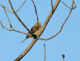 Image result for Passer hispaniolensis