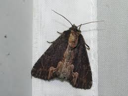 Attēlu rezultāti vaicājumam “Dypterygia scabriuscula”