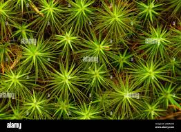 Attēlu rezultāti vaicājumam “Polytrichum juniperinum”