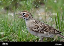 Image result for Chondestes grammacus