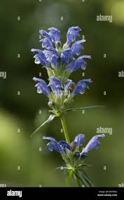 Attēlu rezultāti vaicājumam “Dracocephalum ruyschiana”