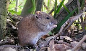 Attēlu rezultāti vaicājumam “Apodemus agrarius”