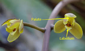 Attēlu rezultāti vaicājumam “Comatricha nigra young”