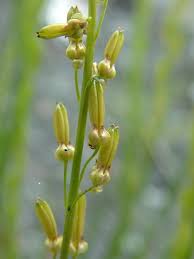 Attēlu rezultāti vaicājumam “Triglochin palustre fruit”