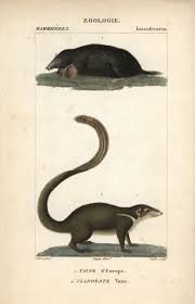 Attēlu rezultāti vaicājumam “Talpa europaea”