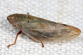 Attēlu rezultāti vaicājumam “Aphrophoridae”