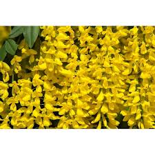 Attēlu rezultāti vaicājumam “Laburnum anagyroides flower”