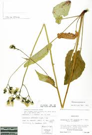 Attēlu rezultāti vaicājumam “Hieracium murorum”