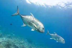 Image result for Caranx ignobilis