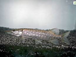 Image result for Esox lucius