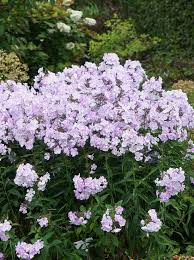 Image result for Phlox (großblumig)