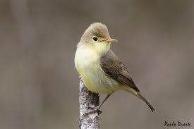 Image result for Hippolais polyglotta