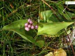 Attēlu rezultāti vaicājumam “Maianthemum bifolium fruit”