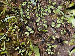 Attēlu rezultāti vaicājumam “Ricciocarpos natans”