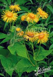 Attēlu rezultāti vaicājumam “Telekia speciosa flower”