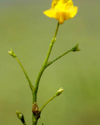 Attēlu rezultāti vaicājumam “Utricularia minor bud”