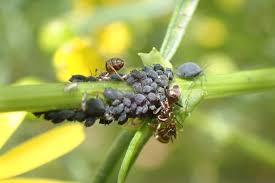 Attēlu rezultāti vaicājumam “Aphis jacobaeae”