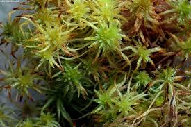 Attēlu rezultāti vaicājumam “Sphagnum teres”