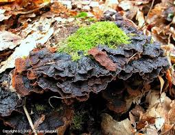 Attēlu rezultāti vaicājumam “Hymenochaete rubiginosa”