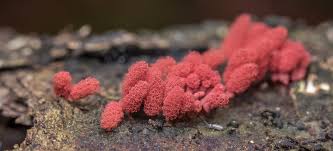 Attēlu rezultāti vaicājumam “Arcyria denudata macro”