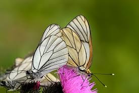 Attēlu rezultāti vaicājumam “Aporia crataegi female”