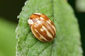 Attēlu rezultāti vaicājumam “Myzia oblongoguttata”