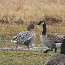 Attēlu rezultāti vaicājumam “Anser brachyrhynchus adult”