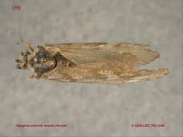 Attēlu rezultāti vaicājumam “Phryganeidae”