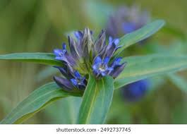 Attēlu rezultāti vaicājumam “Gentiana cruciata leaf”