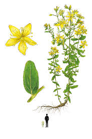 Image result for Johanniskraut