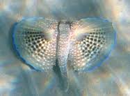 Image result for Dactylopterus volitans