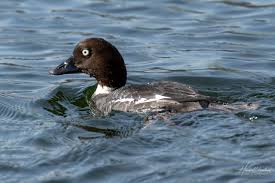 Attēlu rezultāti vaicājumam “Bucephala clangula female”