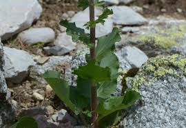 Attēlu rezultāti vaicājumam “Eryngium planum leaf”