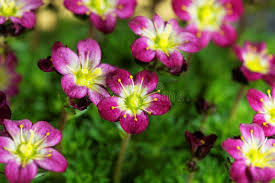 Attēlu rezultāti vaicājumam “Saxifraga cymbalaria flower”