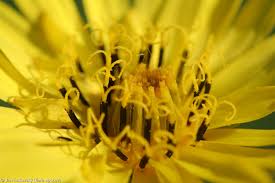 Attēlu rezultāti vaicājumam “Tragopogon pratensis subsp. pratensis”