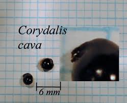 Attēlu rezultāti vaicājumam “Corydalis cava fruit”