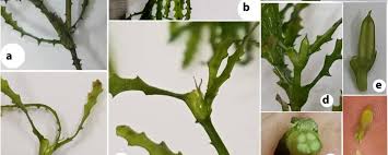 Attēlu rezultāti vaicājumam “Najadaceae”